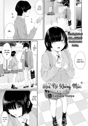 Hoa Nở Không Màu